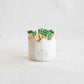 Scalloped Match Holder / Striker